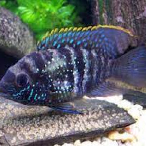 Cichlidés Américain