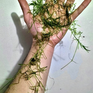 Najas : plante facile croissance rapide !