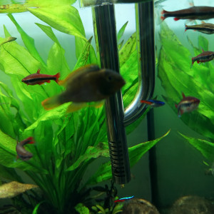 Apisto Nijsseni