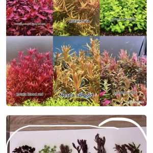 6 varieties of plants aquarium