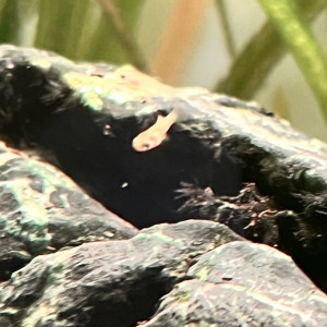 Donne alvins Xyphophorus