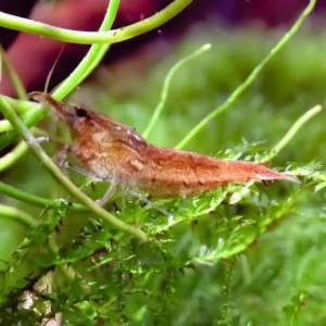 Neocaridina Davidi déclassées