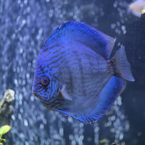 Discus Cobalt Stendker d'élevage Allemand 16 cm