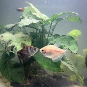 Poissons