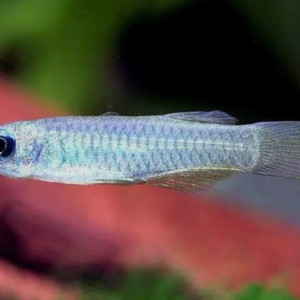 Killis aux yeux bleus