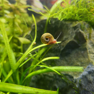 Physe/Planorbe