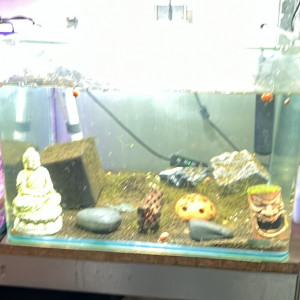 Plusieurs Nano 30l avec  caridina ou néo