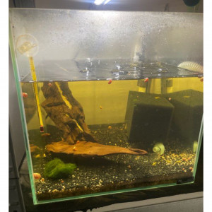 Plusieurs Nano 30l avec  caridina ou néo