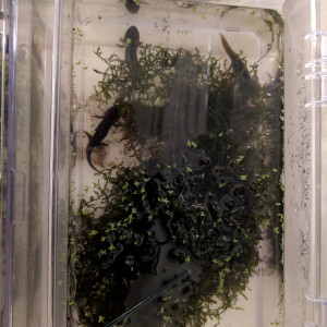 tylototriton verrucosus