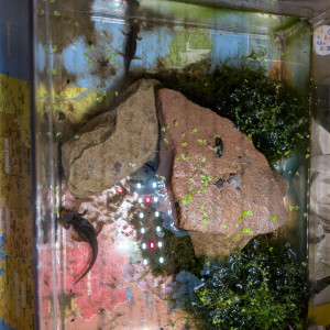 tylototriton verrucosus