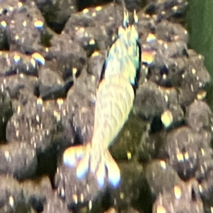 Caridina  steel bolt