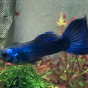 Guppy Moscow Blue (1 mâle + 3 femelles)