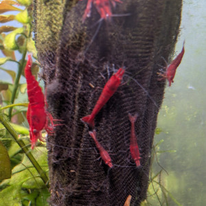 Crevettes Fire Red Neocaridina davidi