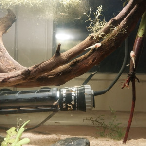 Bébés Ancistrus albinos à donner