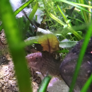 2 Botias loche réticulée