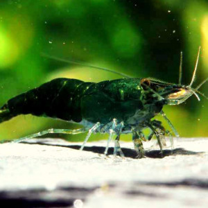 Crevettes super green jade