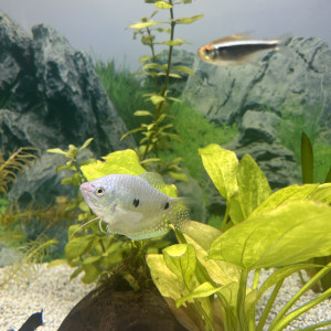 Don gourami femelle