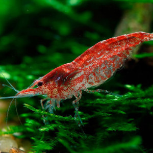 Crevettes Red Cherry