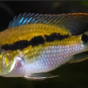 Krobia Guianensis ou Itaniy