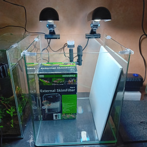 Dennerle 60L équipé récifal