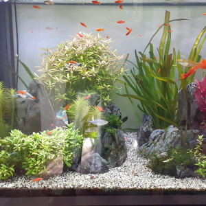 Echange / don de Xiphos