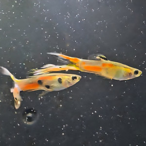 Guppys Endler