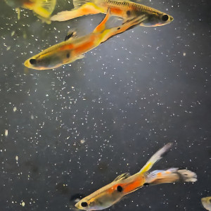 Guppys Endler