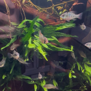 Jeunes Ramirezi de 6 mois