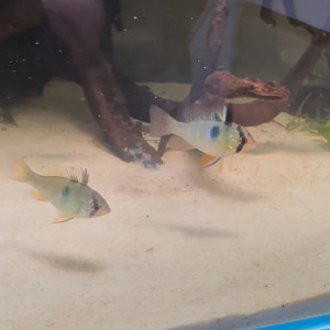 Jeunes Ramirezi de 6 mois