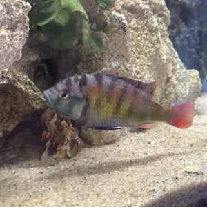 Haplochromis ch44