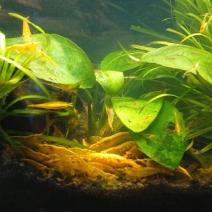 Vends crevettes Neocaridina Yellow