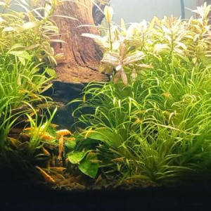 Vends crevettes Neocaridina Yellow