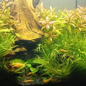 Vends crevettes Neocaridina Yellow
