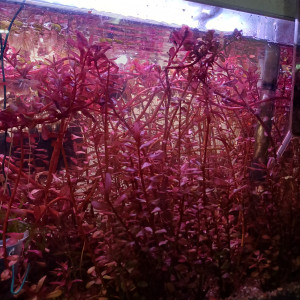 Boutures rotala colorata