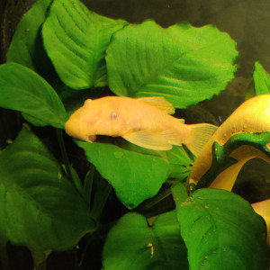 Vends Ancistrus Gold (dolichopterus)