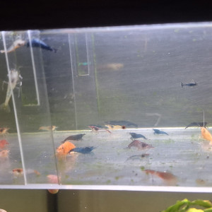 Crevettes neocaridina déclassé tout venant et couleur