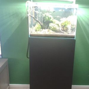 Aquarium 60L casi neuf