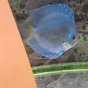 Discus