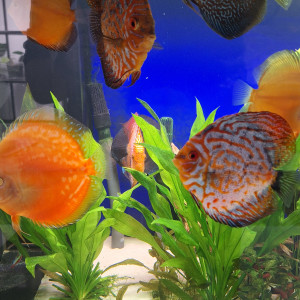 Discus