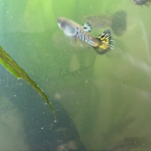 Guppys de toutes tailles