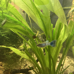 Guppys de toutes tailles