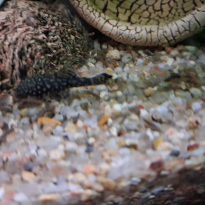 Donne ancistrus et échangerai  Black Molly contre guppy