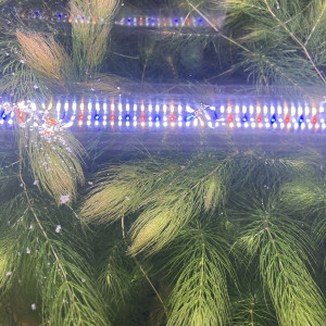 Plante pour aquarium