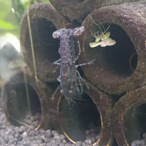 Écrevisses Cambarellus diminutus bleues