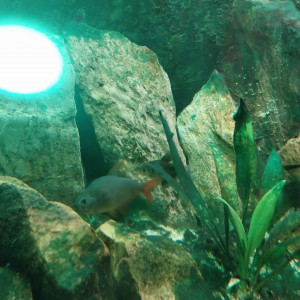 Donne 6 poissons d'aquarium