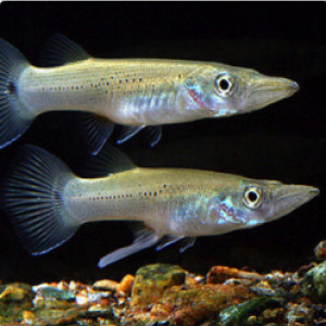 Belonesox belizanus / vairon brochet