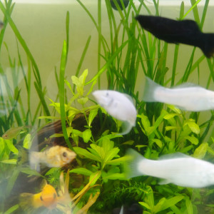 Molly xl jaune et blanc