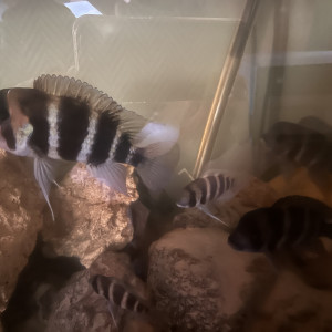 Groupe Frontosa formé