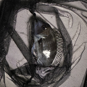 Groupe Frontosa formé