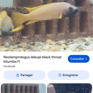 Leleupi black trohast